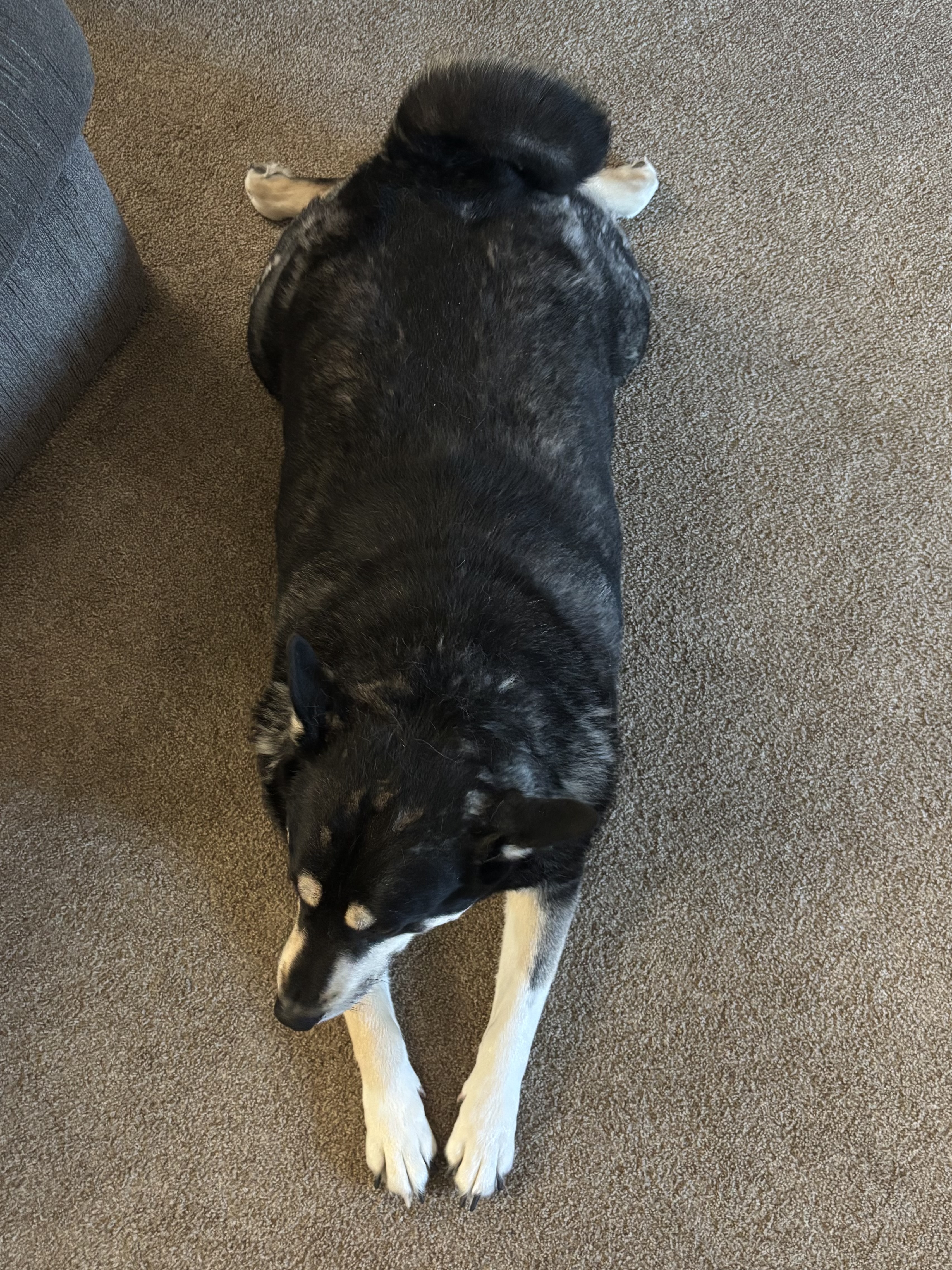 big dog
