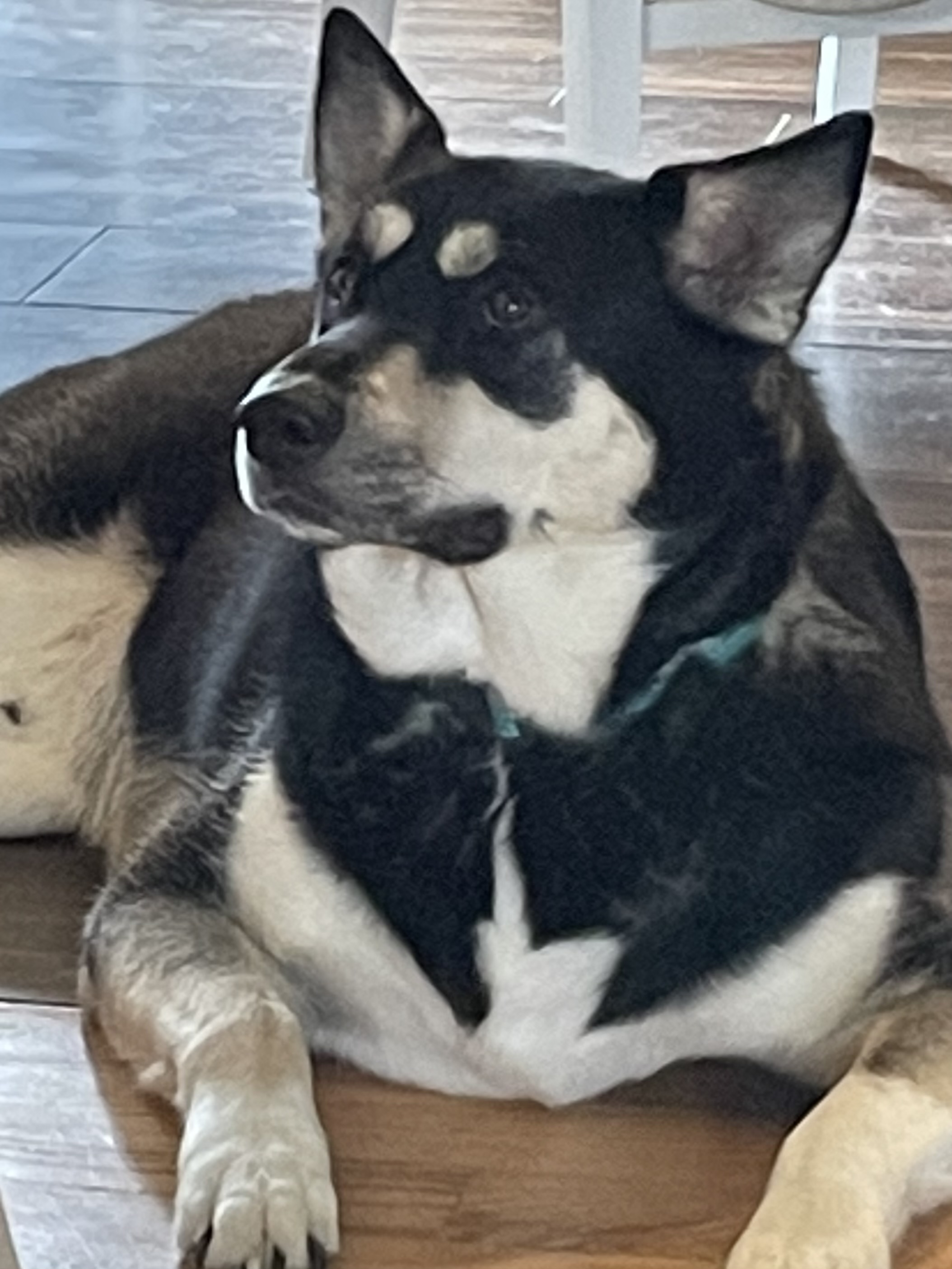 Kenai