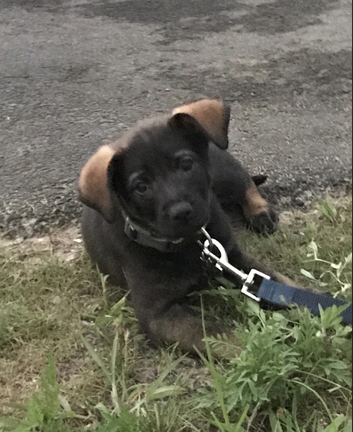 Koda